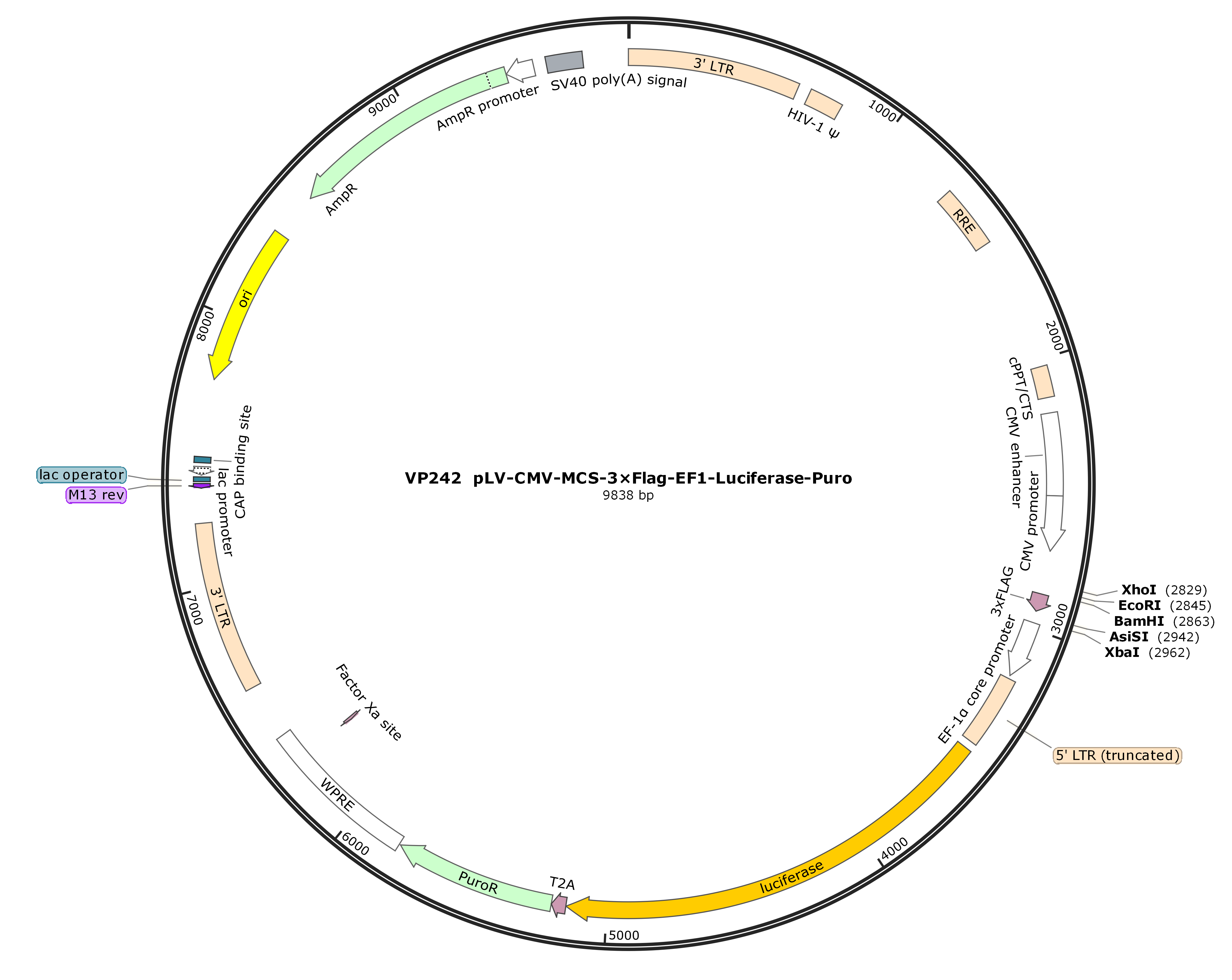 pLV-CMV-MCS-3×Flag-EF1-Luciferase-Puro